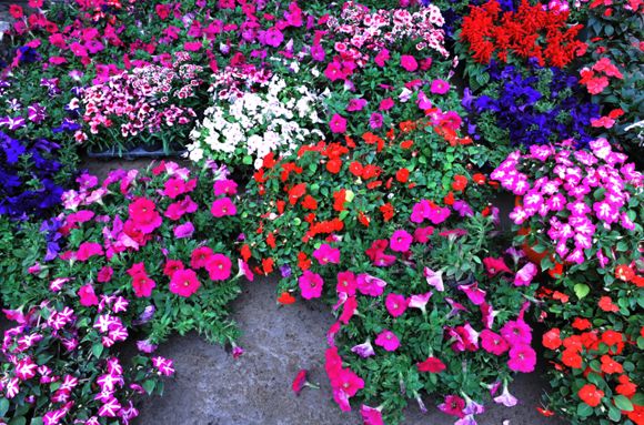 Images Lindell Flowers tukku-puutarha