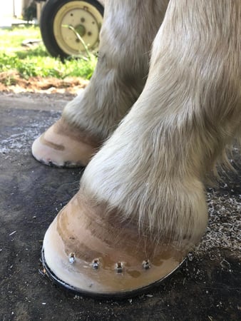 Images Morrison's Farrier & Barefoot Trim Service