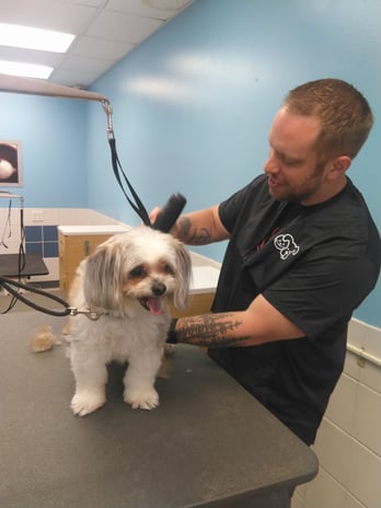 Images Petco Grooming