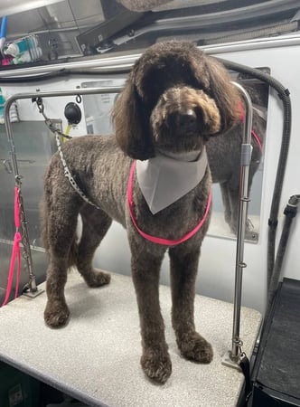 Images Kontota Grooming