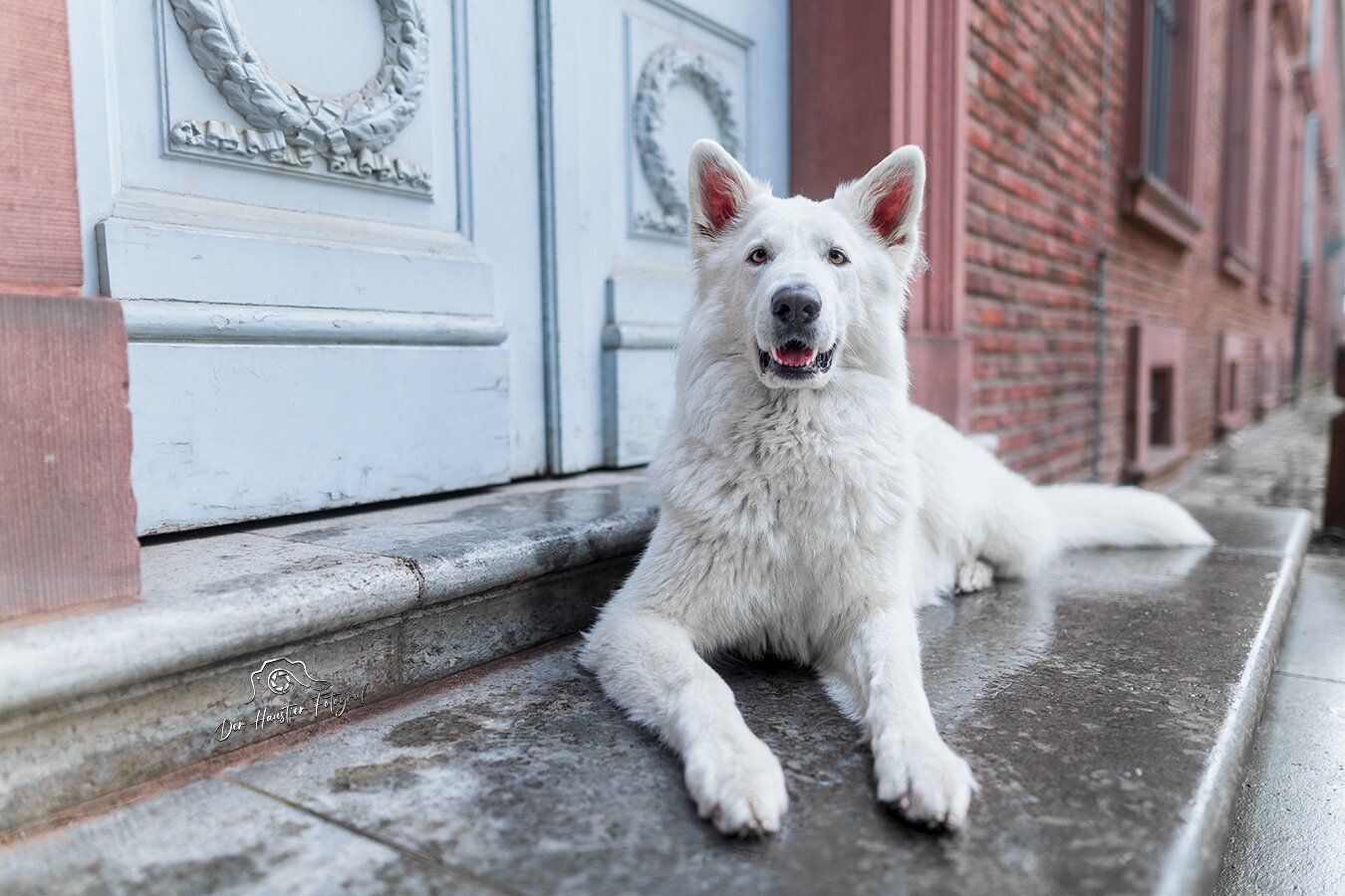 Bilder Der Haustier Fotograf  Hunde- & Tierfotografie aus München