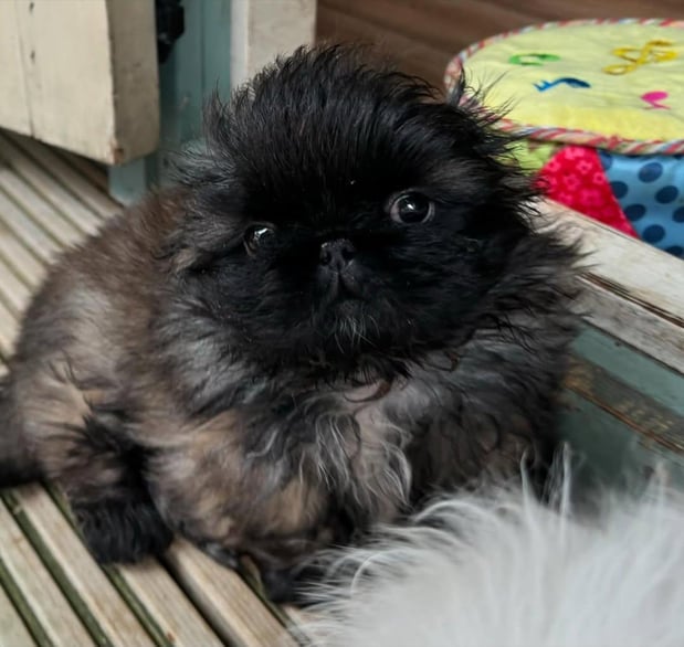 Images Puppies For Sale