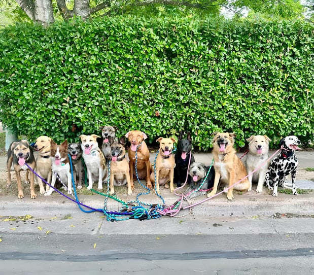 Images Walk! ATX Pet Care