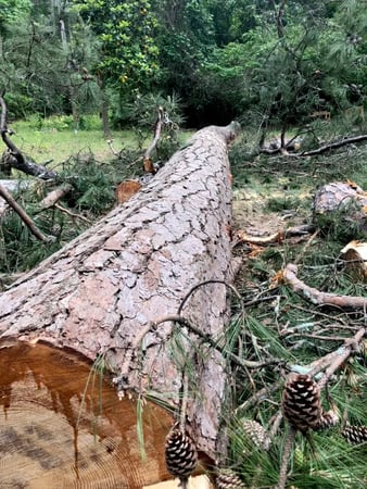 Images Tree Assault Tree Care