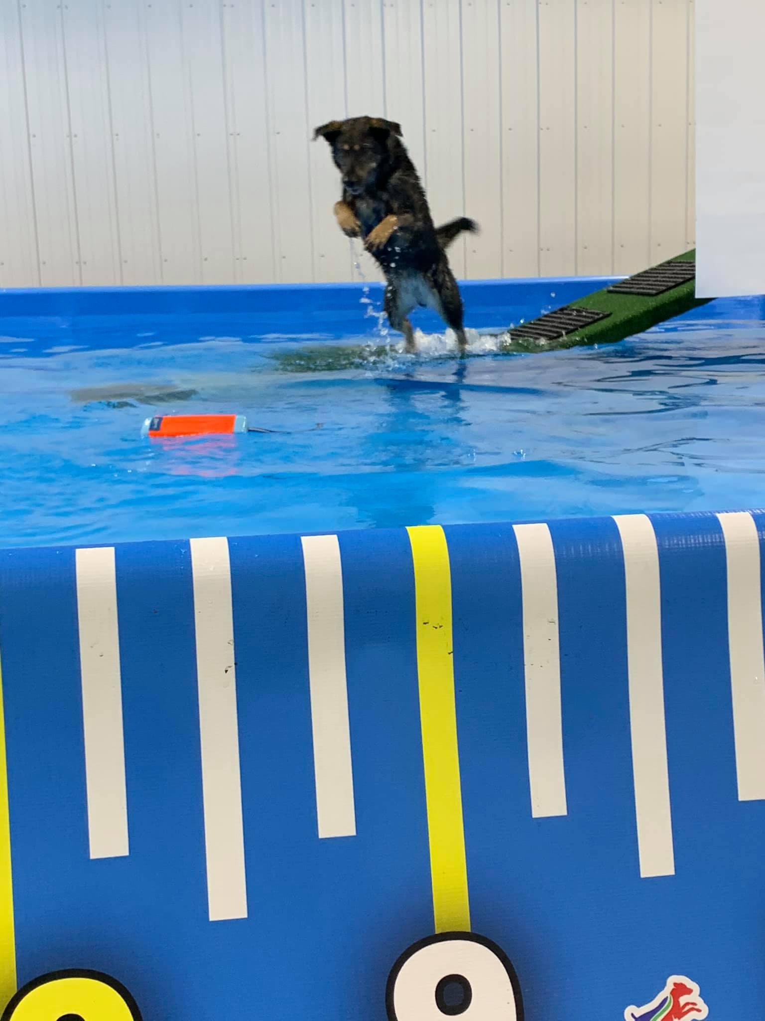 Rocket Dogs k-9 Aquatics & Wellnes Center Photo