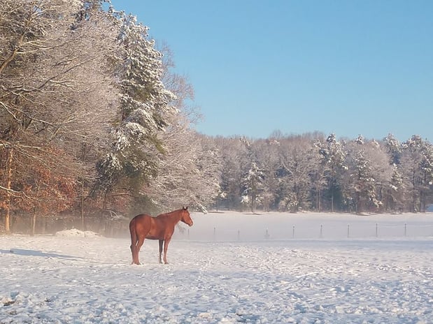 Images Tidewater Equine Clinic & Farm Animal Services