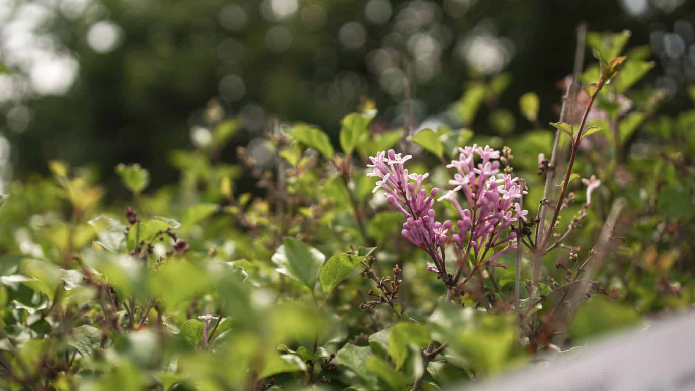 Images Åhus Trädgård