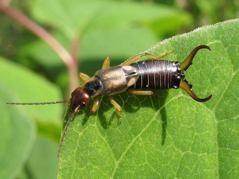 Facility Pest Control Photo