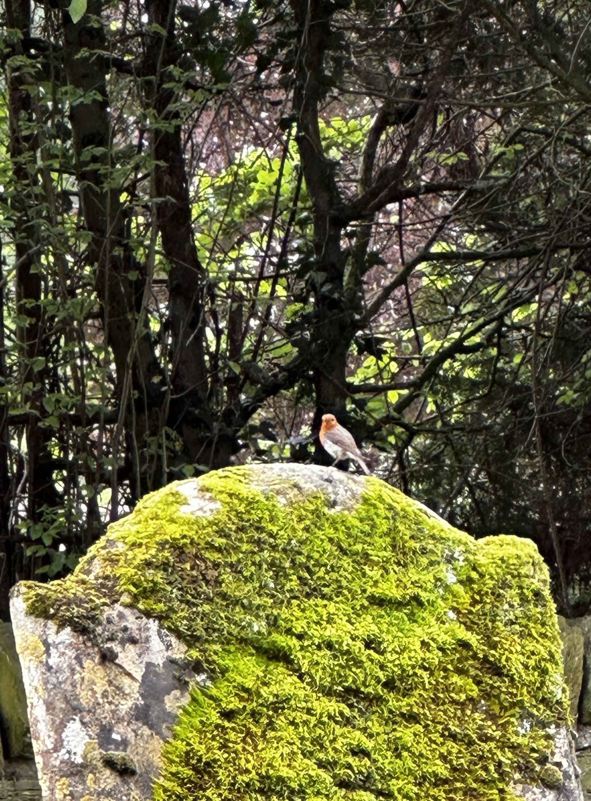 Images Co-op Funeralcare, Yeovil (inc. G H Cook & Son)