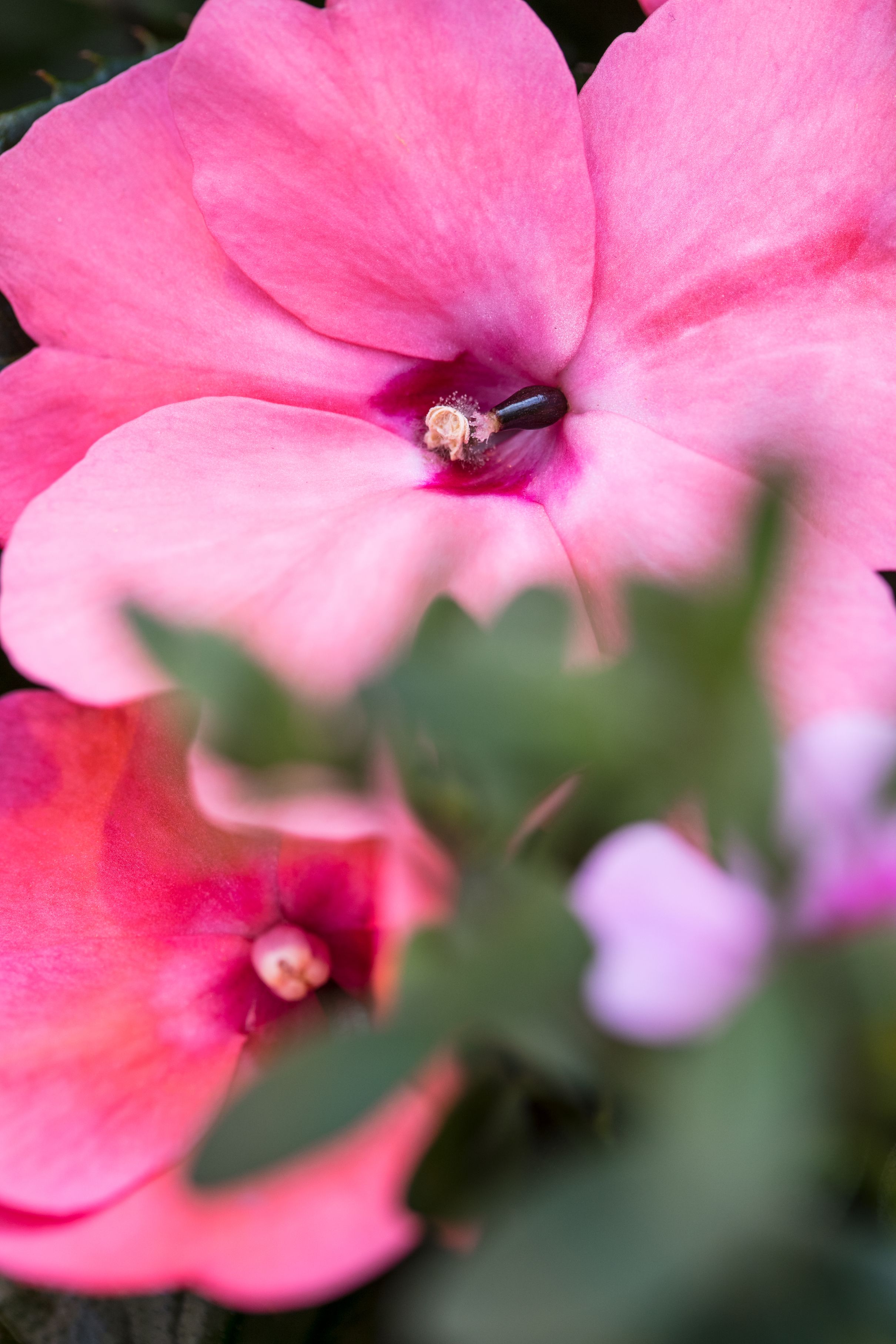 Bilder Gärtnerei Allemann GmbH