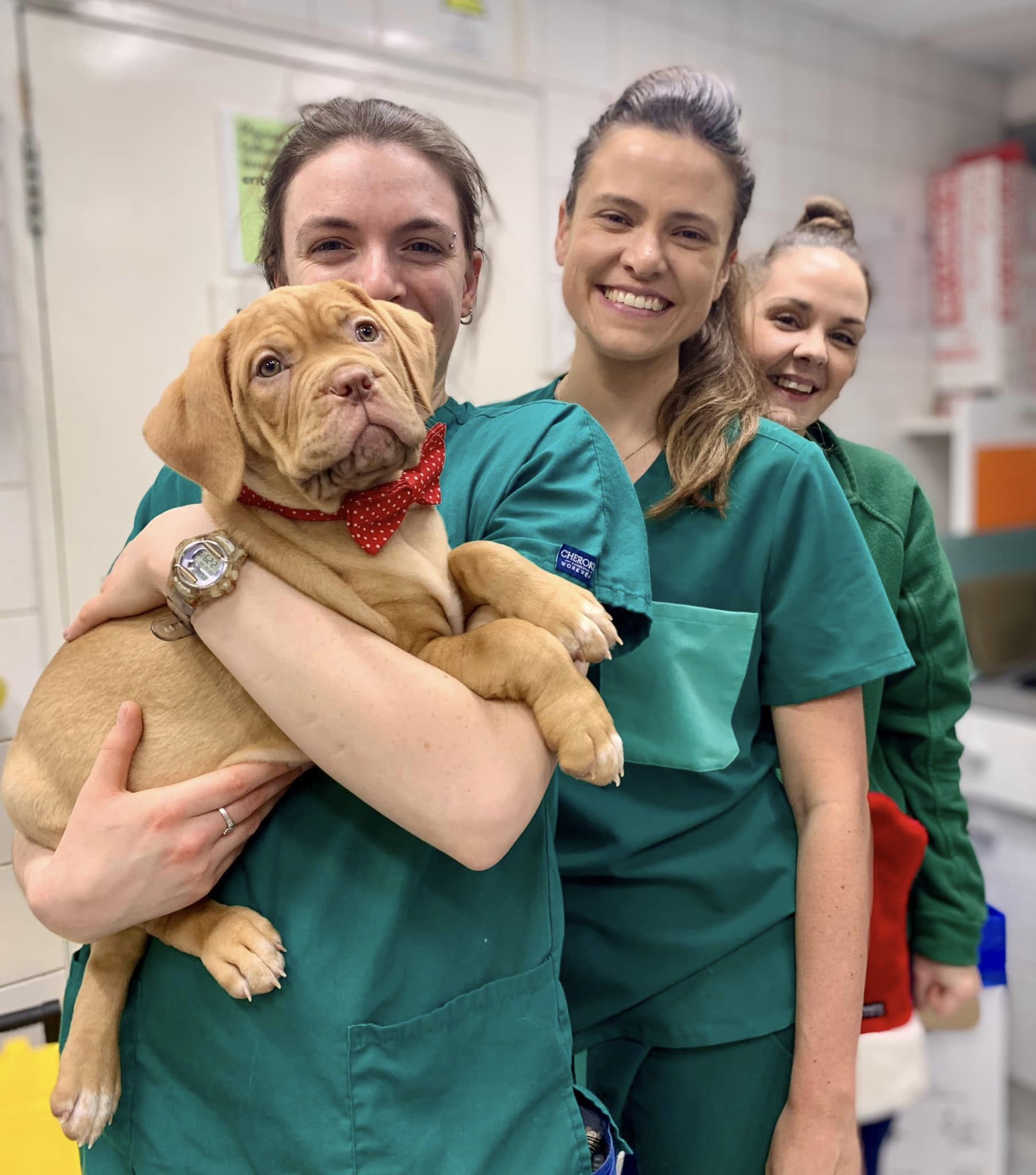 Images Streatham Hill Veterinary Surgery