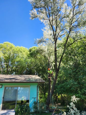 Images H & S Tree Care